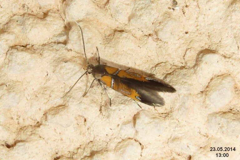 A black and orange moth with long, segmented antennae.