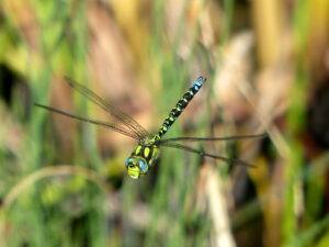 Hovering southern hawker dragonfly - a green, blue and black patterned dragonfly, with a grassy green background