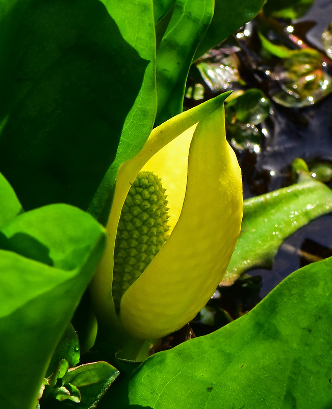 A large green leaved plant that grows on the ground and producesa yellow leaf like flower that curls in on itself and has a paler yellow-green spikey stick growing in the centre of the curled yellow leaf structure.