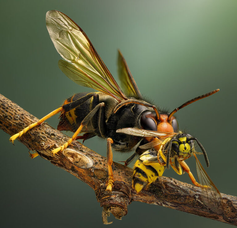 An asian hornet perches a branch whilst holding a yellow wasp in its mandibles.