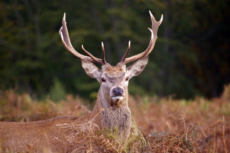 The frame is zoomed in on the shoulders and head of a deer that is standing side on with its head turned towards the camera. It is standing in a field of brown bracken with dark green trees in the background. The deer is medium brown with a paler face and light brown antlers that curve above the head.