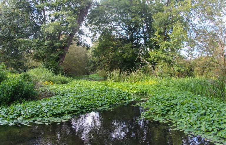 Image shows floating pennywort cloggging a river surrounded by tall trees. Pennywort has green, succulent like leaves that grow in clumps on the waters surface.