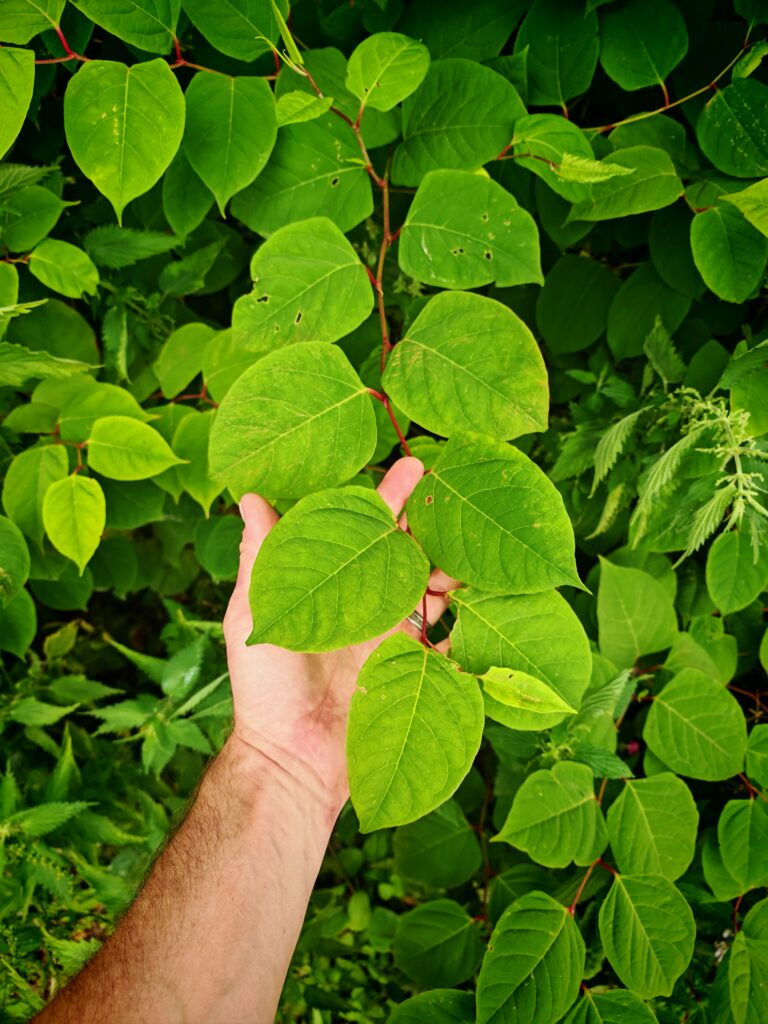 Japanese knotweed branch being held on someones hands. It had multiple pairs of bright green leaves arranged opposite each other along each branch.