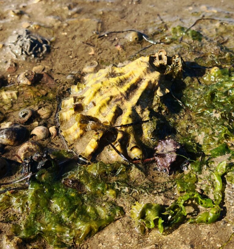 Yellow brown shell with deep ridges splaying out from the smallest end of the oyster sits on wet sand.
