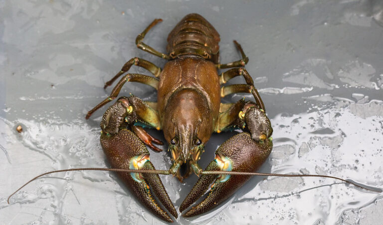 An american signal crayfish is pictured on a grey plastic sheet. The crayfish is dark brown ontop and on its claws and lighter where the legs and clwas connect to the body. The crayfish faces the camera with two large clwas in front of its head as well as long brown feelers. Six spidery legs connect to the main part of the body and the long thick tail is broken into segments like overlaping armour.