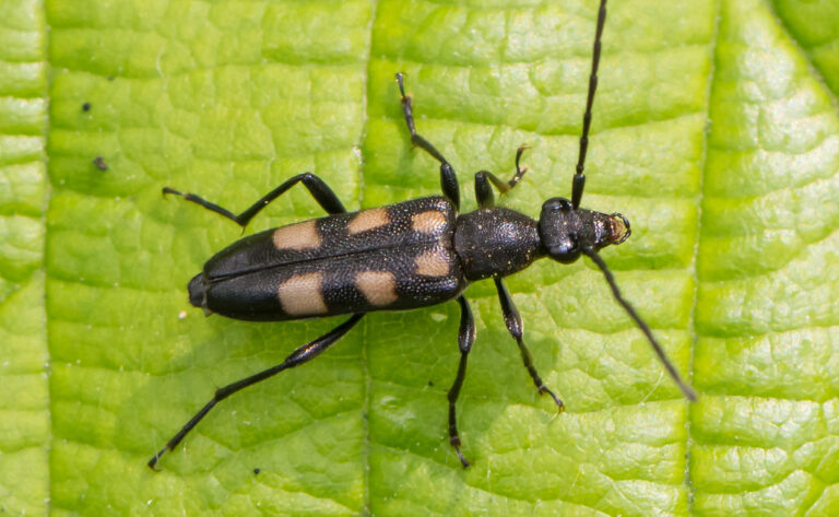 A black beetle stands on a large green leaf with the photo being taken from above. The beetle has a long body, antennae and legs. There are six dulled yellow spots on its back.