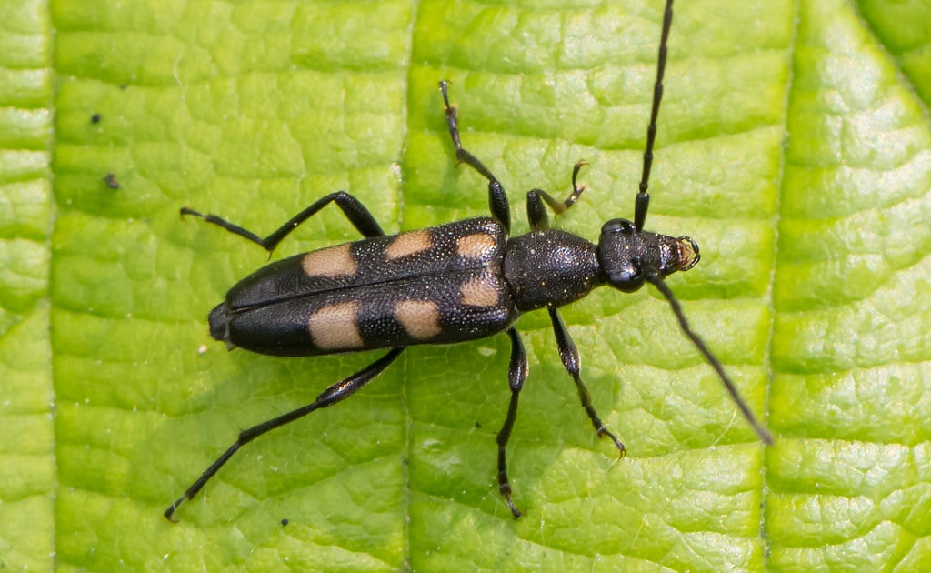 A black beetle stands on a large green leaf with the photo being taken from above. The beetle has a long body, antennae and legs. There are six dulled yellow spots on its back.