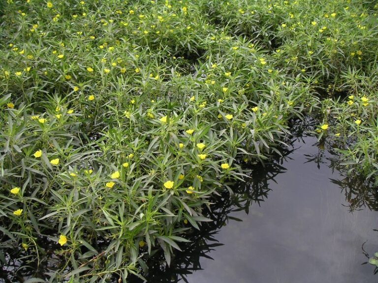 Water primrose with medium sized yellow simple flowers and long narrow green leaves grows in a large clump out of a dark waterbody.
