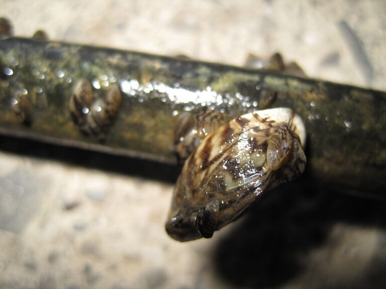 A zebra mussel attached to a metal pole is photographed from above. It has a pale shell with light brown zig zags fading into darker brown towards the outer edge o the shell.