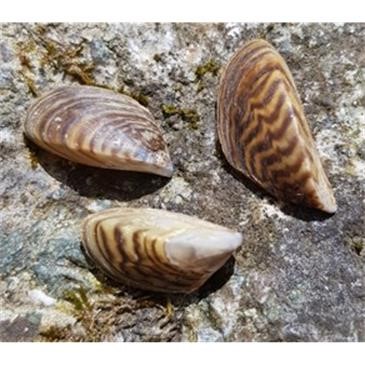 Three zebra mussel shells sit on a grey rock. They are a sandy colour with brown zigzag markings going horizontally across the otherwise smooth shell.