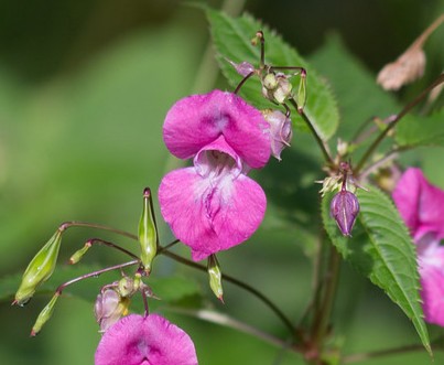 A zoomed in photo of the bright pink flowers of himalyan balsam against the long, green leaves that have spikey edges. The pink flowers are a similar shape to a snapdragon in that they have two large round petals at the top and bottom of a flower and go into a tubular shape in the centre, that is lighter pink.