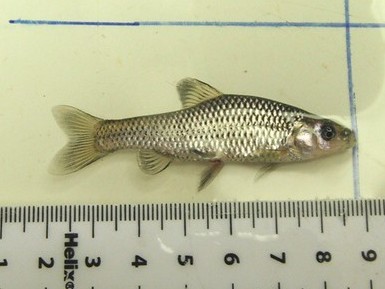 A small silver fish lies in a white try, next to a ruler indicating it is about 8cm long.