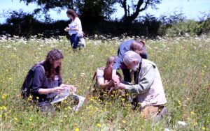 People surveying in a wildflower field.