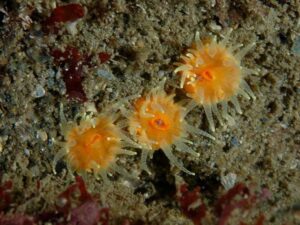 Scarlet and Gold Star Coral - Keith Hiscock