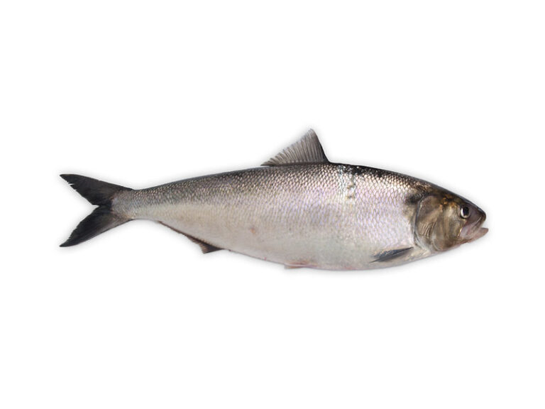 A dead Allis Shad specimen against a white background. The fish is predominantly silver with darker fins and head.