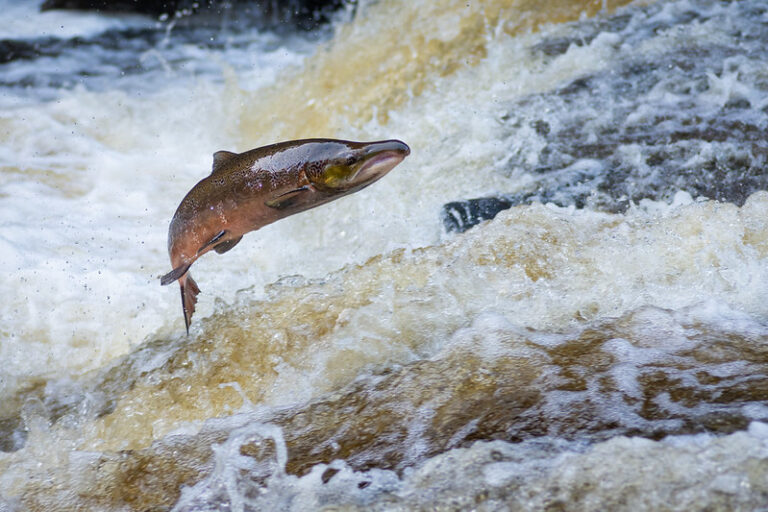 An Atlantic Salmon is leaping up a small white waterfall.