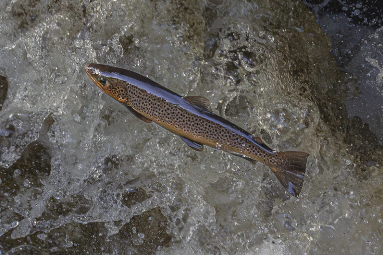 A Brown Trout leaps up a small waterfall with fast flowing white water in the background.