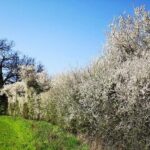 Bushy hedge credit Tom Hynes