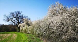 Bushy hedge credit Tom Hynes