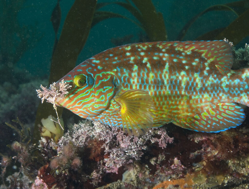 A very colourful, large fish with vibrant blue, green, brown, and orange stripe markings eats some pink coral whilst swimming along the sea floor.