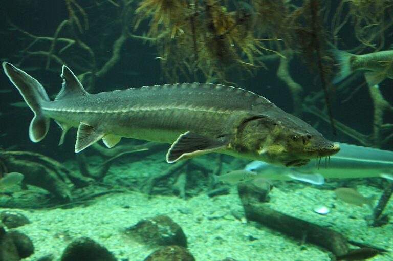 A large European sturgeon swims in green-blue water with seaweed and other fish partially visible in the background.