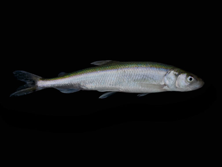 A European Smelt swims through still, black water with its silver body standing out against the black.