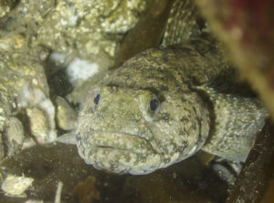 A mottled green-grey, rock-like fish, with black eyes and large wide lips, lies between rocks of a similar colouring.