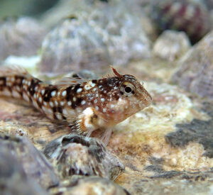 A very small fish lies along the bottom of a rocky seabed covered in grey limpets. The fish is very pale brown with darker brown stripey markings and white dots.
