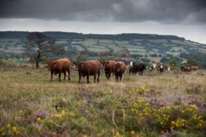 Reddy-brown cows can be seen walking across heathland with hills covered in fields in the background.