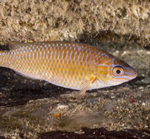 A vibrantly coloured fish swims against a pale rock. The fish is predominantly reddy-orange with narrow blue line markings and a round orange and black eye.
